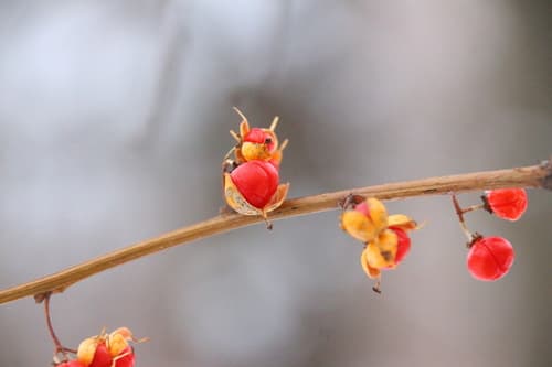 Oriental bittersweet: Bare vines