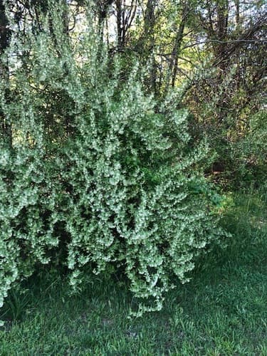 Autumn olive: view 2 of the same individual
