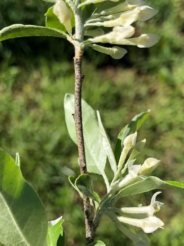 Autumn olive: view 4 of the same individual