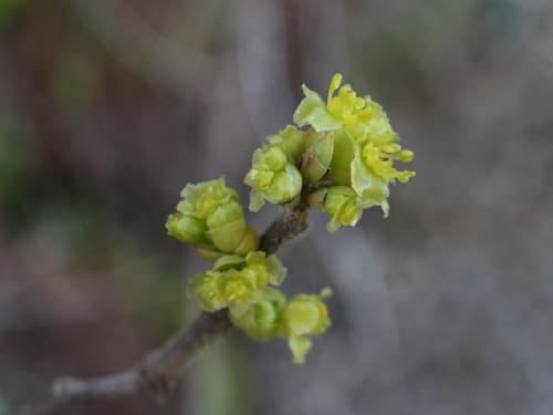 Northern spicebush: view 2 of the same plant