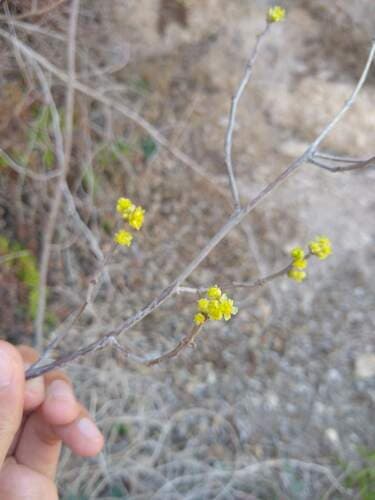Northern spicebush in bloom