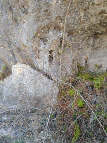 Northern spicebush: view 4 of the same plant