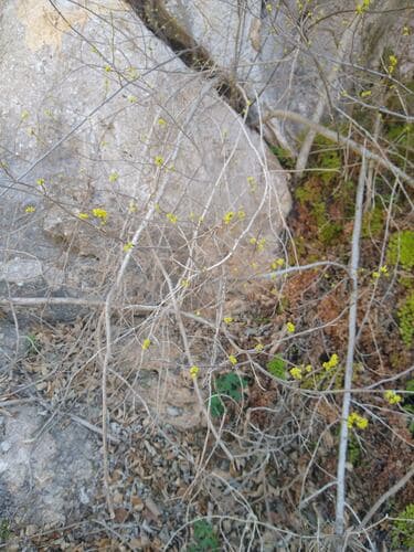 Northern spicebush: view 3 of the same plant