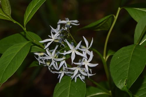 Eastern bluestar: view 1 of the same plant