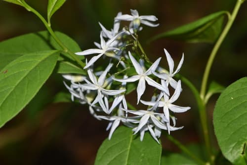 Eastern bluestar: view 3 of the same plant