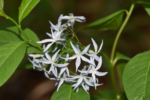 Eastern bluestar: view 4 of the same plant