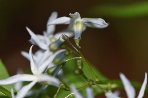 Eastern bluestar: view 2 of the same plant
