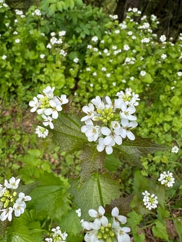 Garlic mustard: view 1 of the same individual