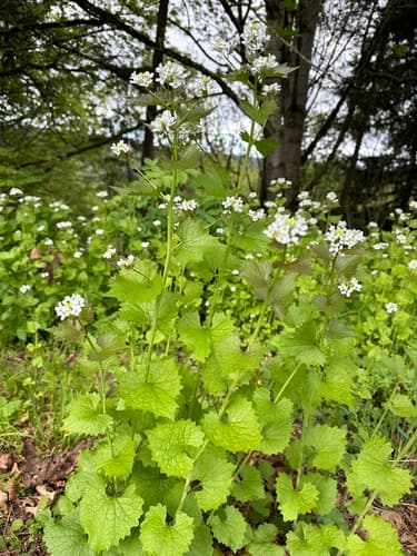Garlic mustard: view 2 of the same individual