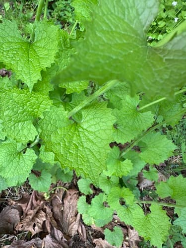 Garlic mustard: view 3 of the same individual