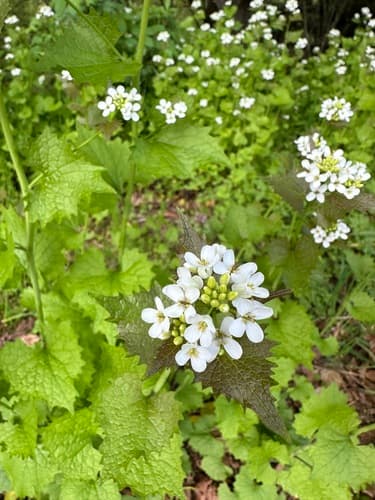 Garlic mustard: view 4 of the same individual