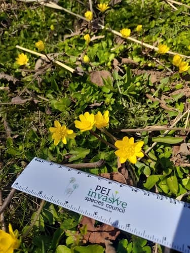 Lesser celandine: Flowering