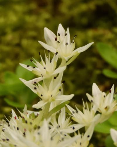 Woodland stonecrop: view 1 of the same plant
