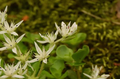Woodland stonecrop: view 2 of the same plant