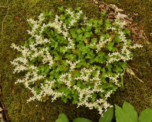 Woodland stonecrop: view 3 of the same plant