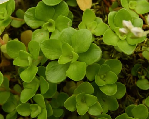 Woodland stonecrop: view 4 of the same plant