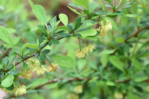 Japanese barberry