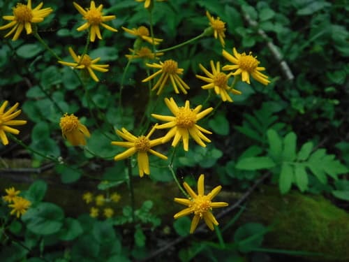Golden ragwort in bloom