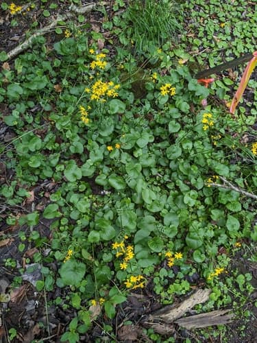 Golden ragwort: view 1 of the same plant