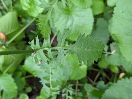 Golden ragwort: view 2 of the same plant