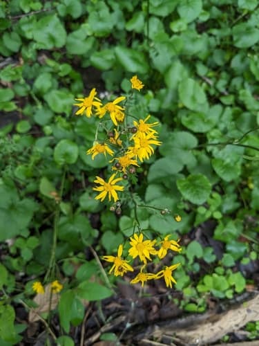 Golden ragwort: view 3 of the same plant