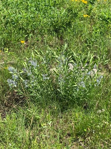 Eastern bluestar in bloom