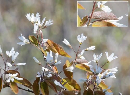 Serviceberry (shadbush): view 1 of the same plant
