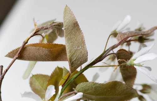 Serviceberry (shadbush): view 2 of the same plant
