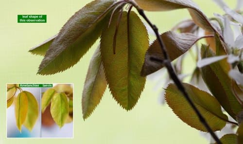 Serviceberry (shadbush): view 3 of the same plant