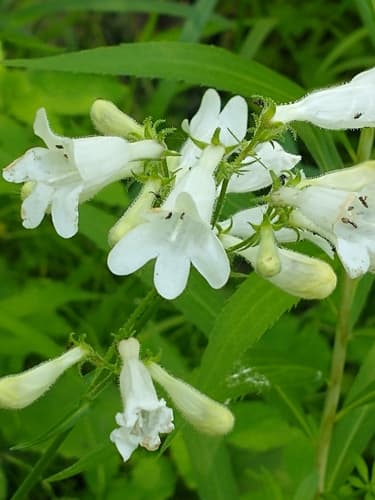 Foxglove beardtongue in bloom