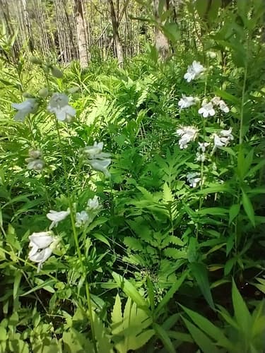Foxglove beardtongue: view 2 of the same plant
