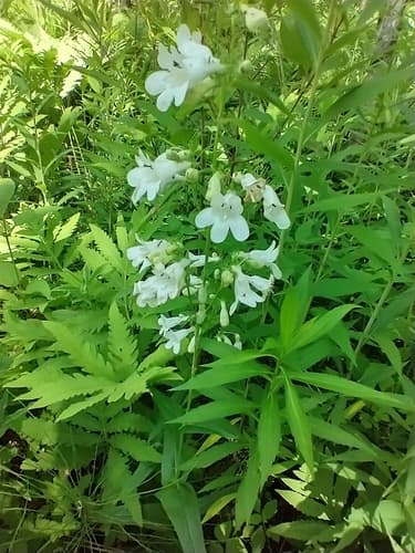 Foxglove beardtongue: view 3 of the same plant