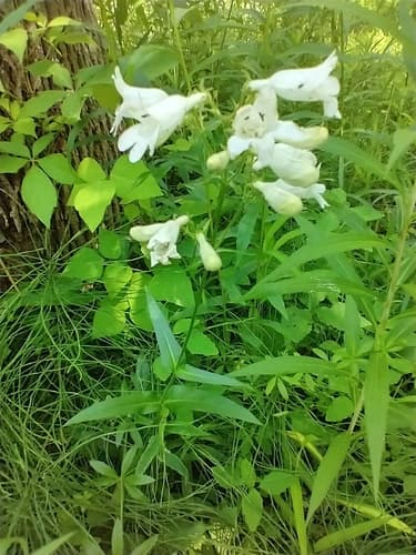 Foxglove beardtongue: view 4 of the same plant