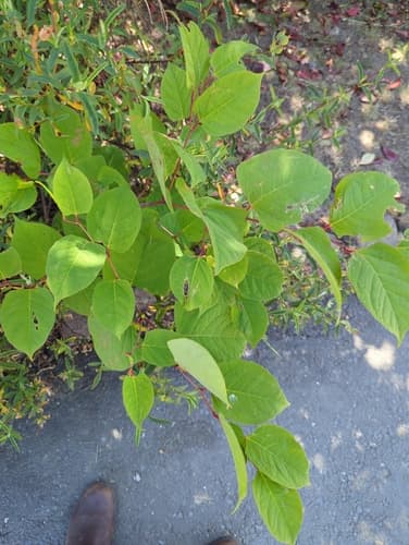 Japanese knotweed: Summer canes