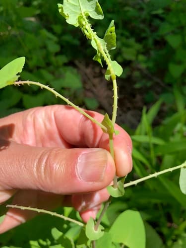 Mile-a-minute weed: Seedlings