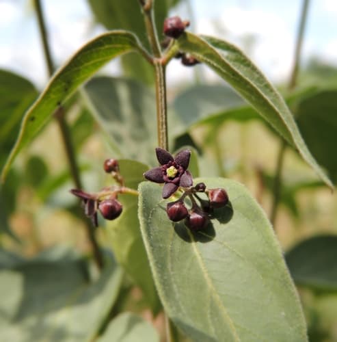 Black swallow-wort: New shoots