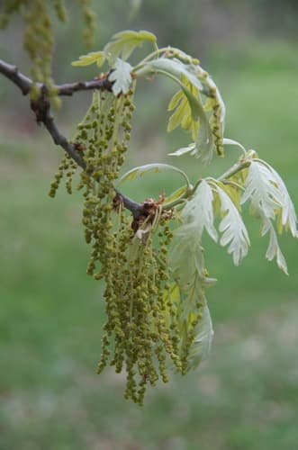 White oak in bloom