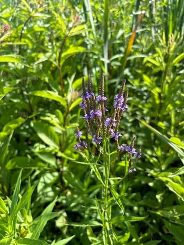 Blue vervain seed heads or pods
