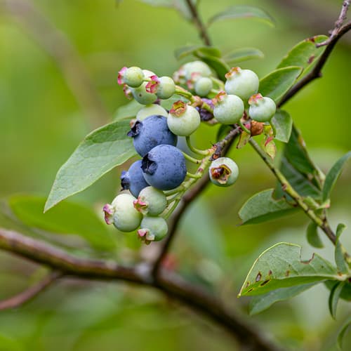 Highbush blueberry seed heads or pods