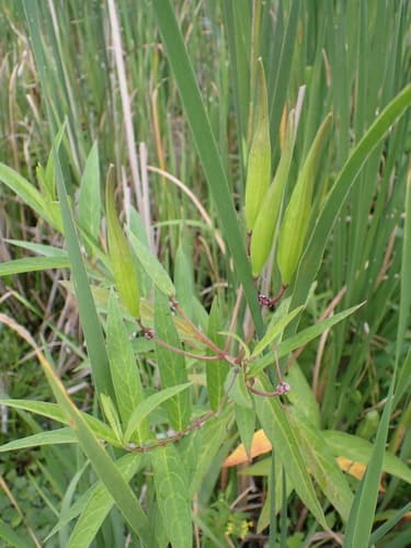 Swamp milkweed seed heads or pods