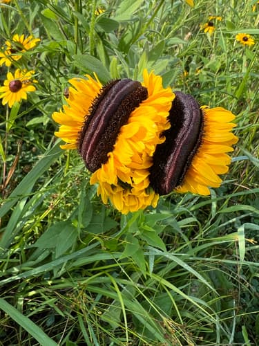 Black-eyed Susan in bloom