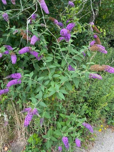 Butterfly bush