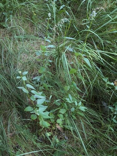 Anise hyssop: view 1 of the same plant