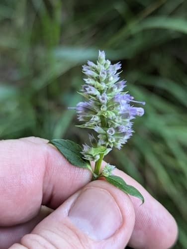 Anise hyssop: view 2 of the same plant