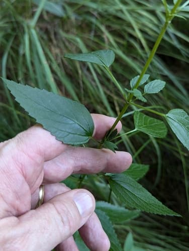 Anise hyssop: view 3 of the same plant