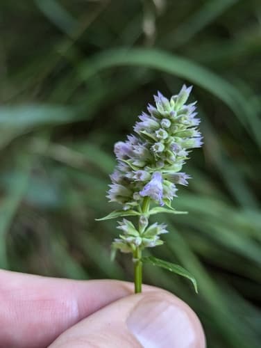 Anise hyssop: view 4 of the same plant