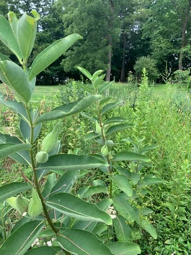 Common milkweed seed heads or pods