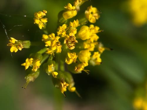 Golden Alexanders: view 3 of the same plant