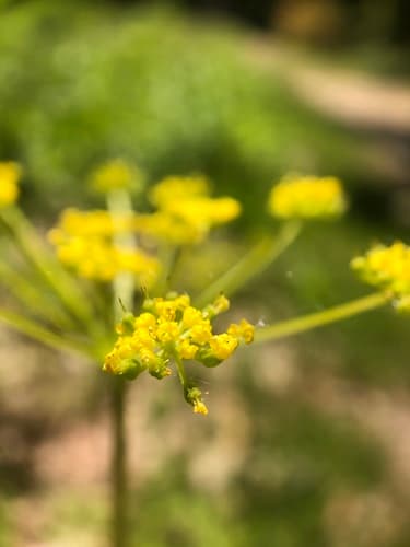 Golden Alexanders: view 4 of the same plant