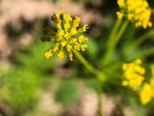 Golden Alexanders: view 2 of the same plant